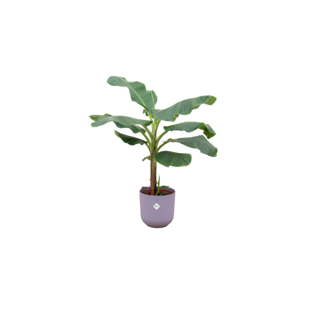 Combi deal - Bananenplant (Musa) inclusief elho Jazz Round lila Ø23 - 120 cm