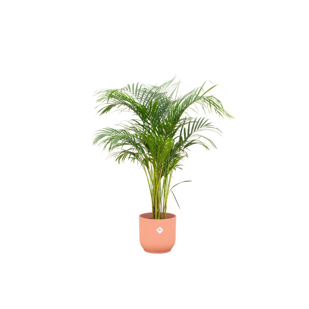 Combi deal - Areca palm inclusief elho Vibes Fold Round roze Ø30 - 140 cm