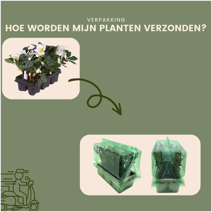 Set von 48 Christrosen Pflanzen | 48x Helleborus niger 'Christmas Carol' | 7 cm Ø | 20 cm ↕