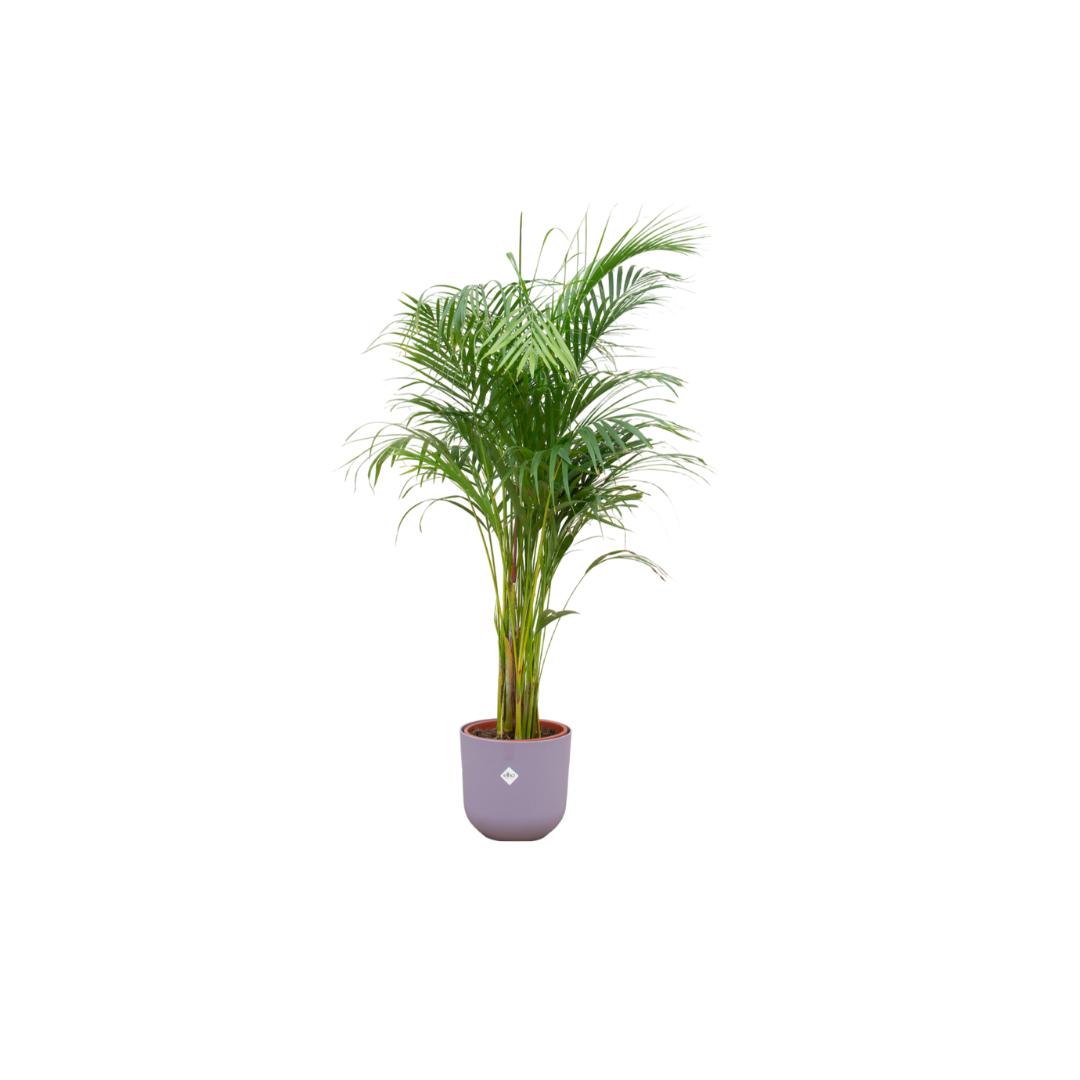 Combi deal - Areca palm inclusief elho Jazz Round lila Ø26 - 140 cm