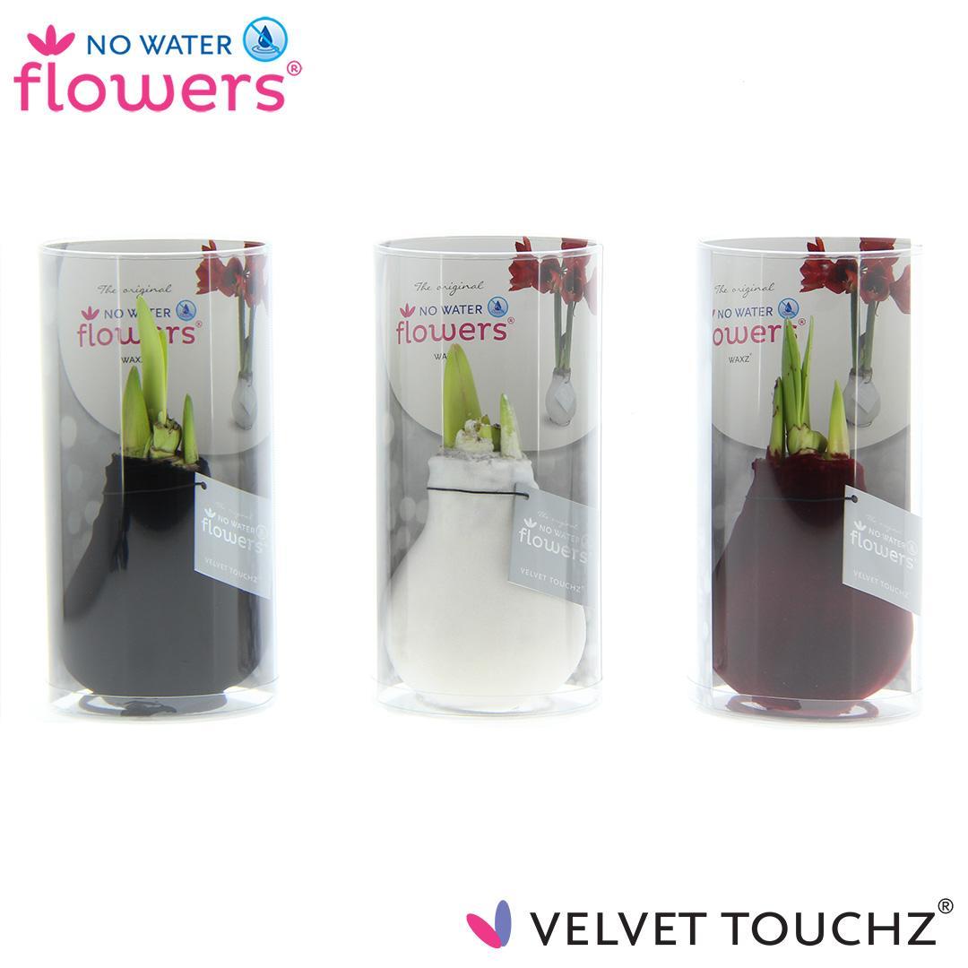No Water Flowers Velvet Touchz Classic Mix in Koker - 3 Stücke - Ø7 cm - ↕15 cm