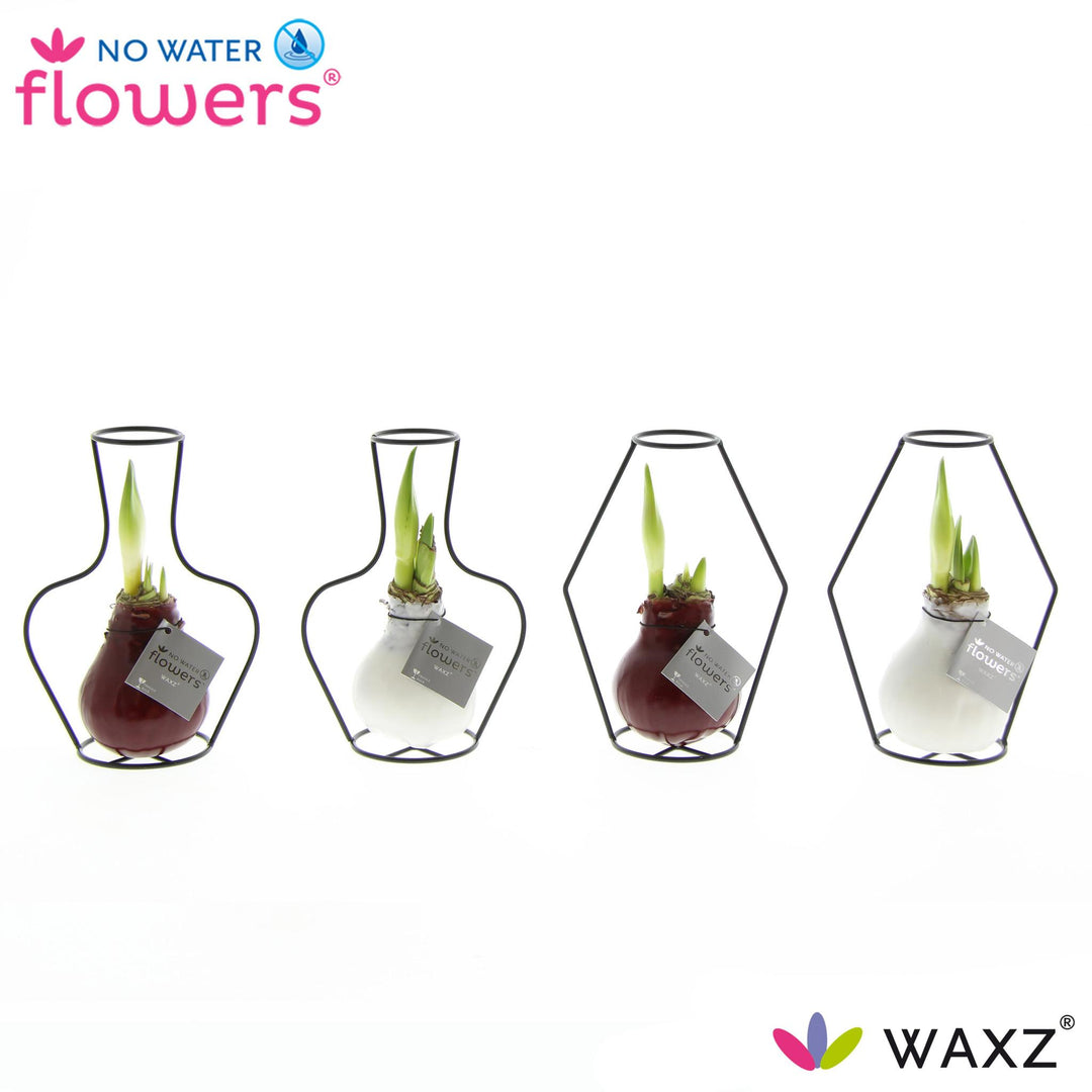 No Water Flowers Waxz Formz Classic Mix - 4 Stücke - Ø7 cm - ↕15 cm
