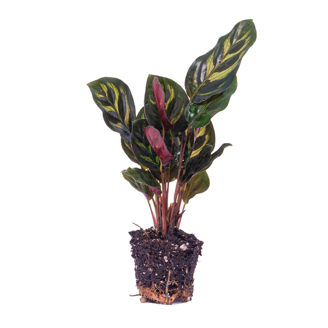 Calathea Makoyana - Pauwenplant - Terrarium plant - Potmaat 6