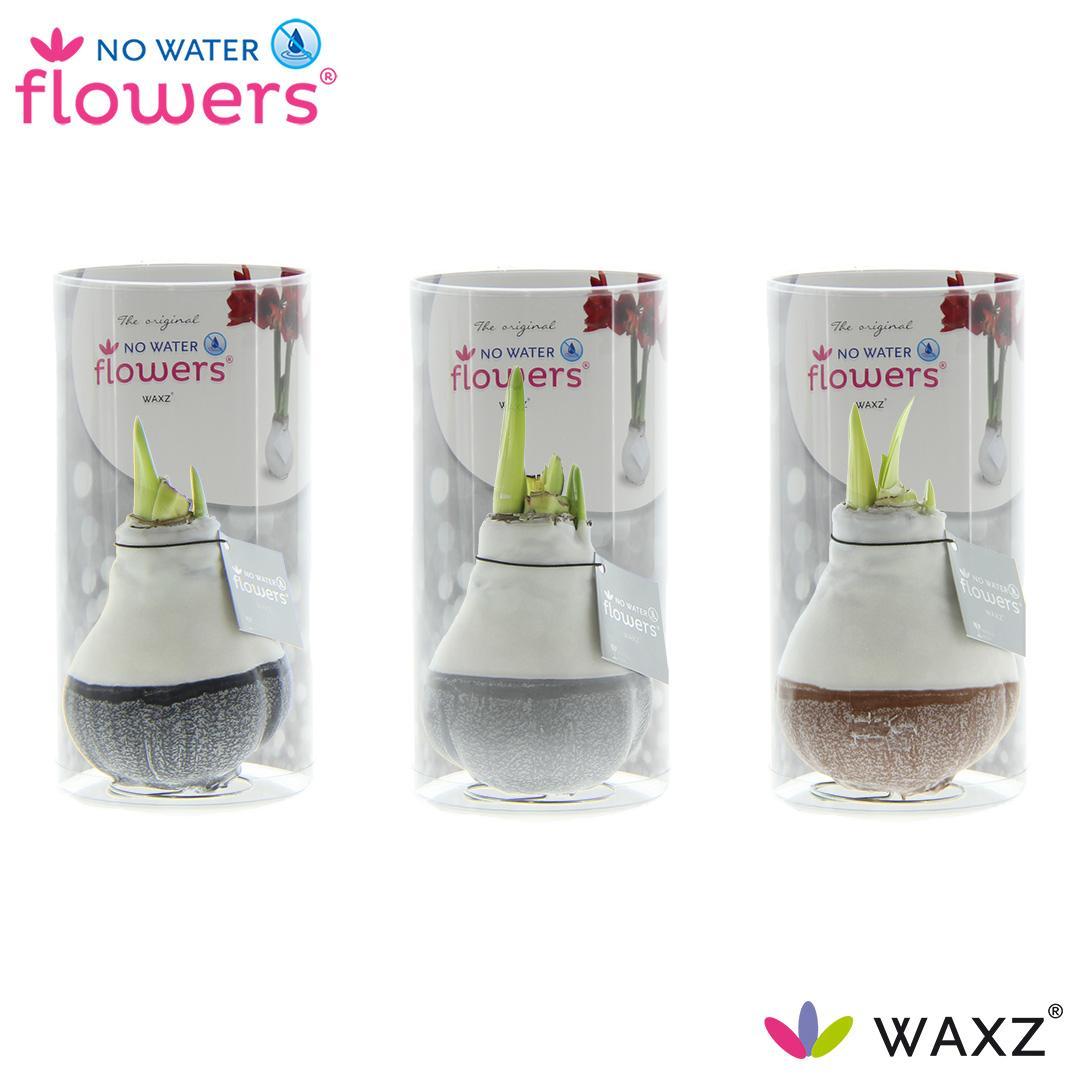 No Water Flowers Waxz Dipz Natural in Koker - 3 Stücke - Ø7 cm - ↕15 cm