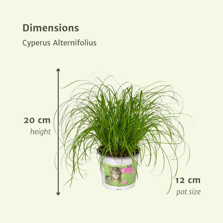 4x Cyperus Alternifolius - Katzengras - 20cm - ø12
