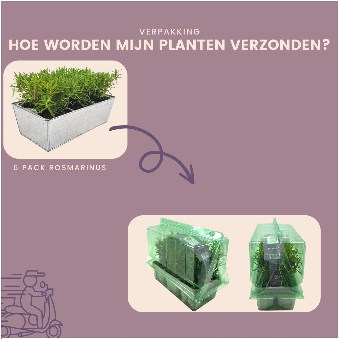 6 Rosmarin Pflanzen | 6er-Set im Deko Topf 'Old Look'