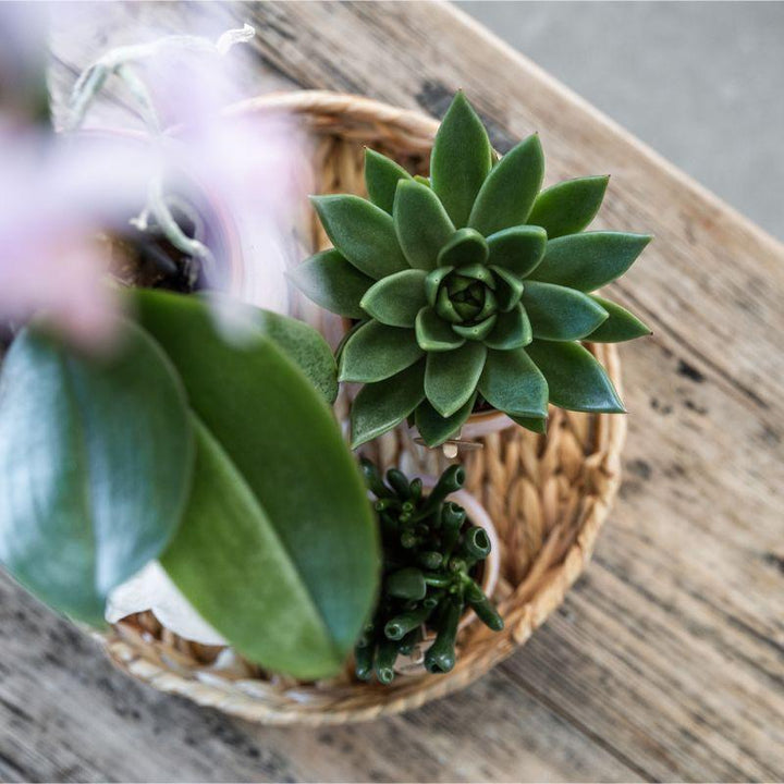 Komplettes Pflanzenset Romantik | Grünpflanzen mit rosa Phalaenopsis-Orchidee inkl. Keramik-Ziertöpfe und Zubehör