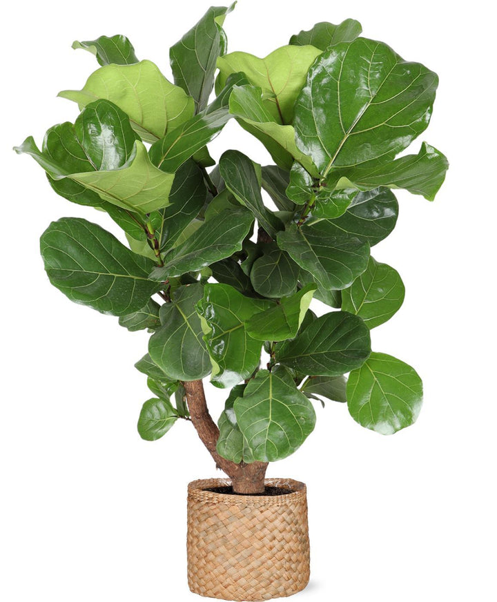 Ficus Lyrata (vertakt) Ø27cm ↕130cm in Albury NATURAL mand