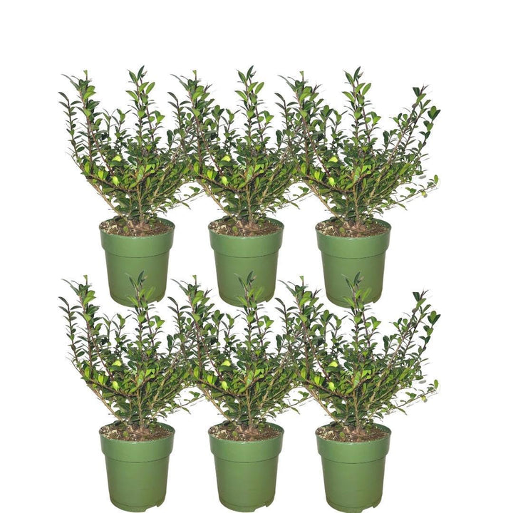 1 Meter Stechpalmen Hecke - Ilex crenata 'Jenny'® - Pflanzenset mit 6 winterharten Heckenpflanzen - ImmergrÃ¼ne Hecke - Direkt von der Gärtnerei geliefert