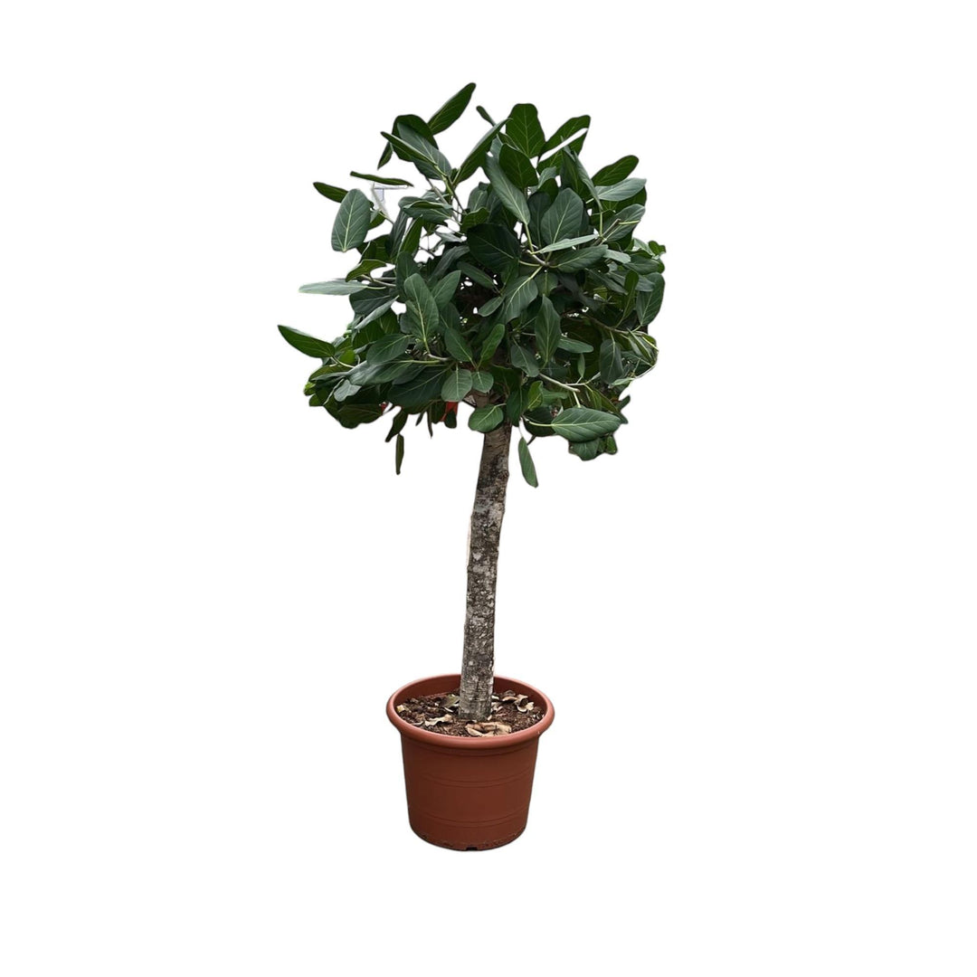 Ficus Benghalensis boom - 180 cm - ø45