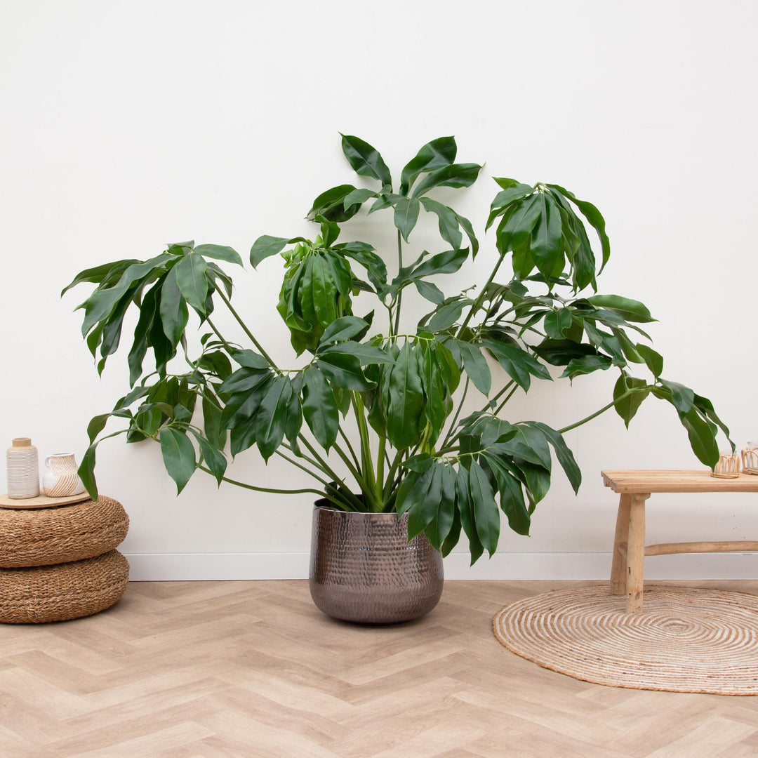 Philodendron Green Wonder - 120 cm