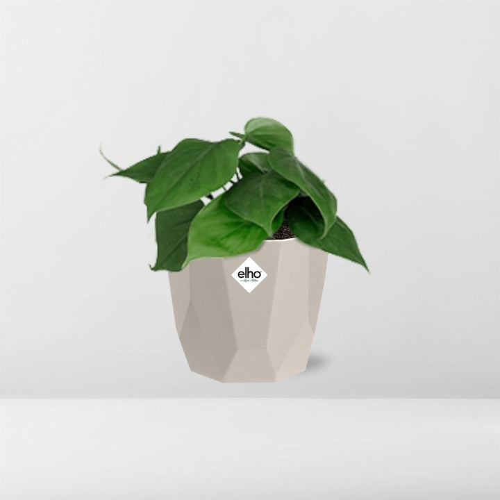 Philodendron Scandens in ELHO b.for rock 14 cm warm grey