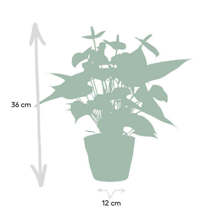 Anthurium andreanum Vanilla incl. PURE mand - 45cm - Ø12