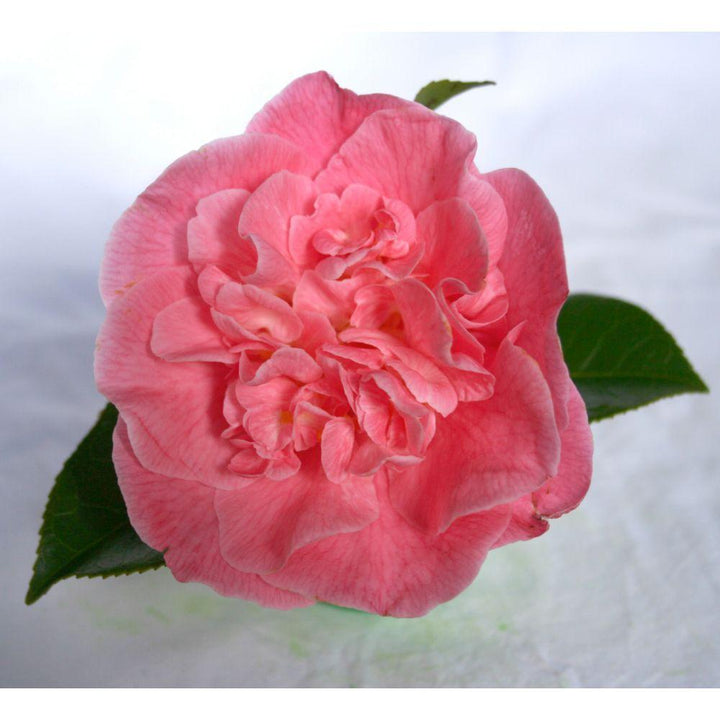 Camellia ret. 'Mary Williams' - ↨70cm - Ø24cm