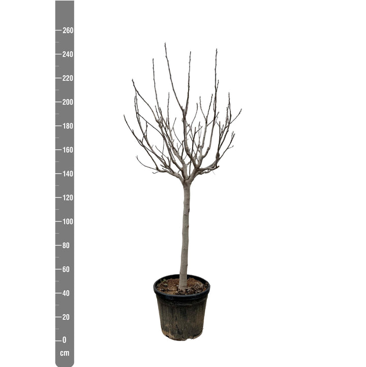 Ficus Carica op stam - 250 cm - ø45