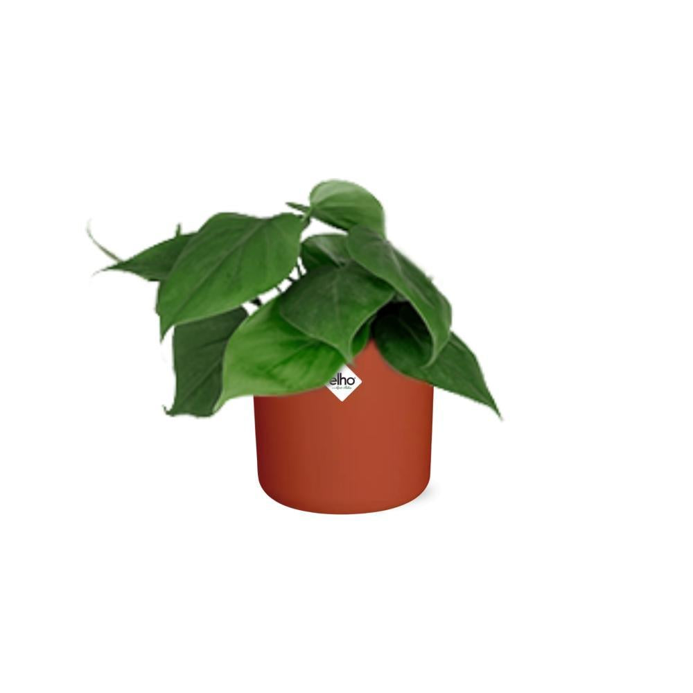 Philodendron Scandens in ELHO b.for soft rond 14cm brique