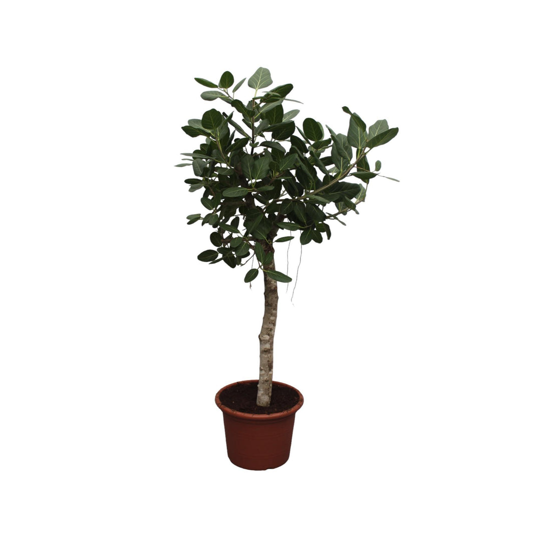 Ficus Benghalensis boom - 200 cm - ø50