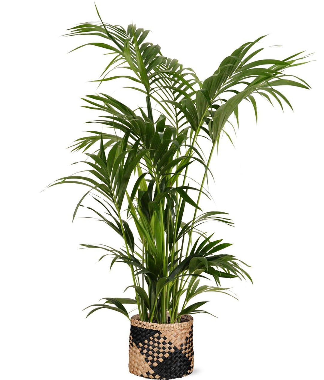 Kentia Palm Ø27cm ↕160cm in Albury BLACK print mand