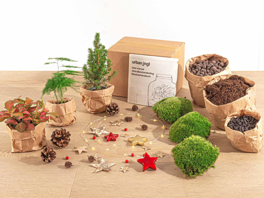 Kerst - Planten terrarium pakket - Mini-kerstboom - 3 planten -  Navulling & Startpakket- DIY