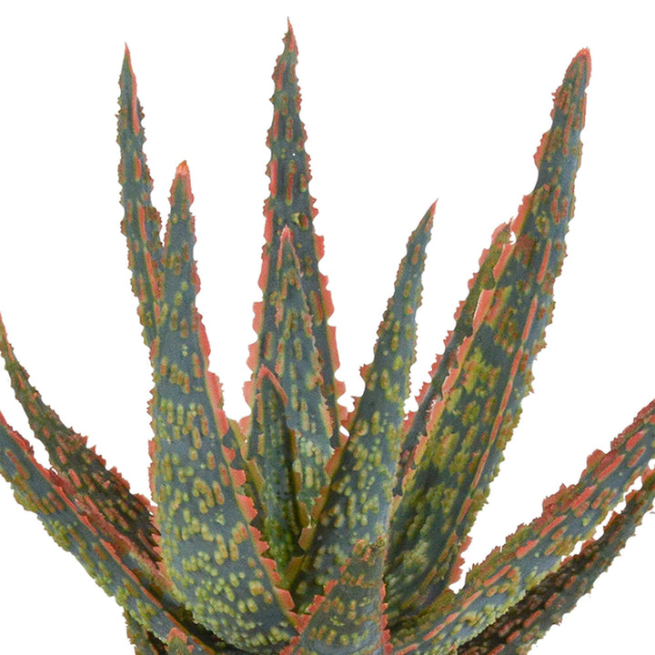 Aloe zebrina Dannyz 10,5 cm