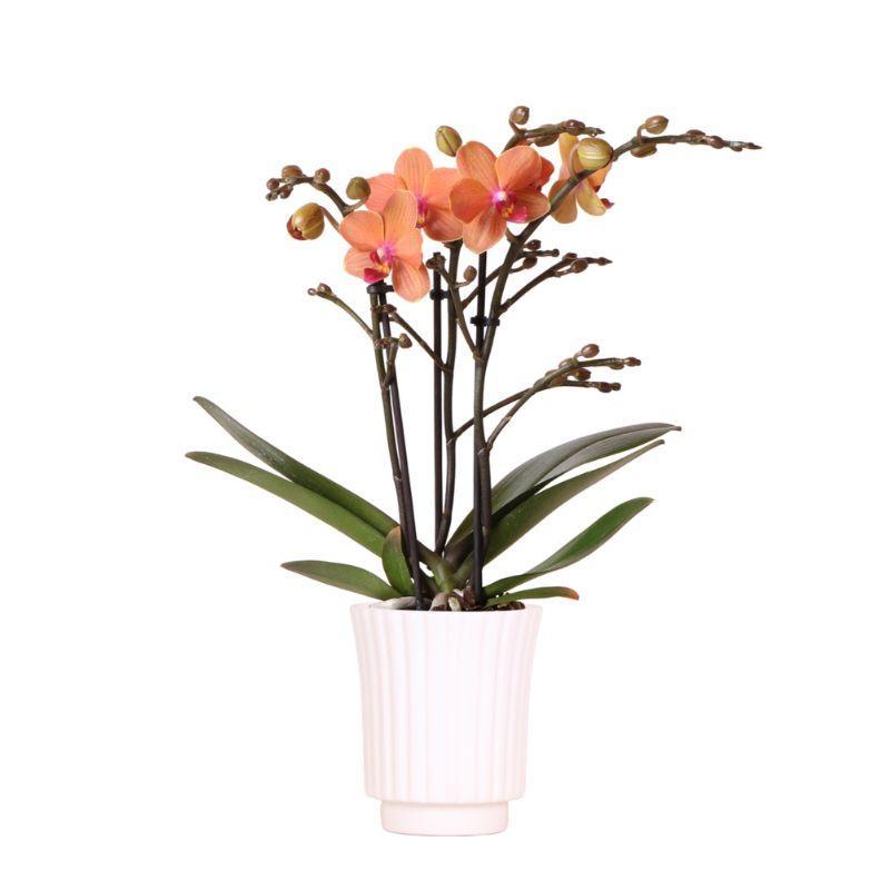 Orange Phalaenopsis Orchidee - Bozen + Retro weiß - Topfgröße Ø9cm - 40cm hoch | blühende Zimmerpflanze im Blumentopf - frisch vom Züchter