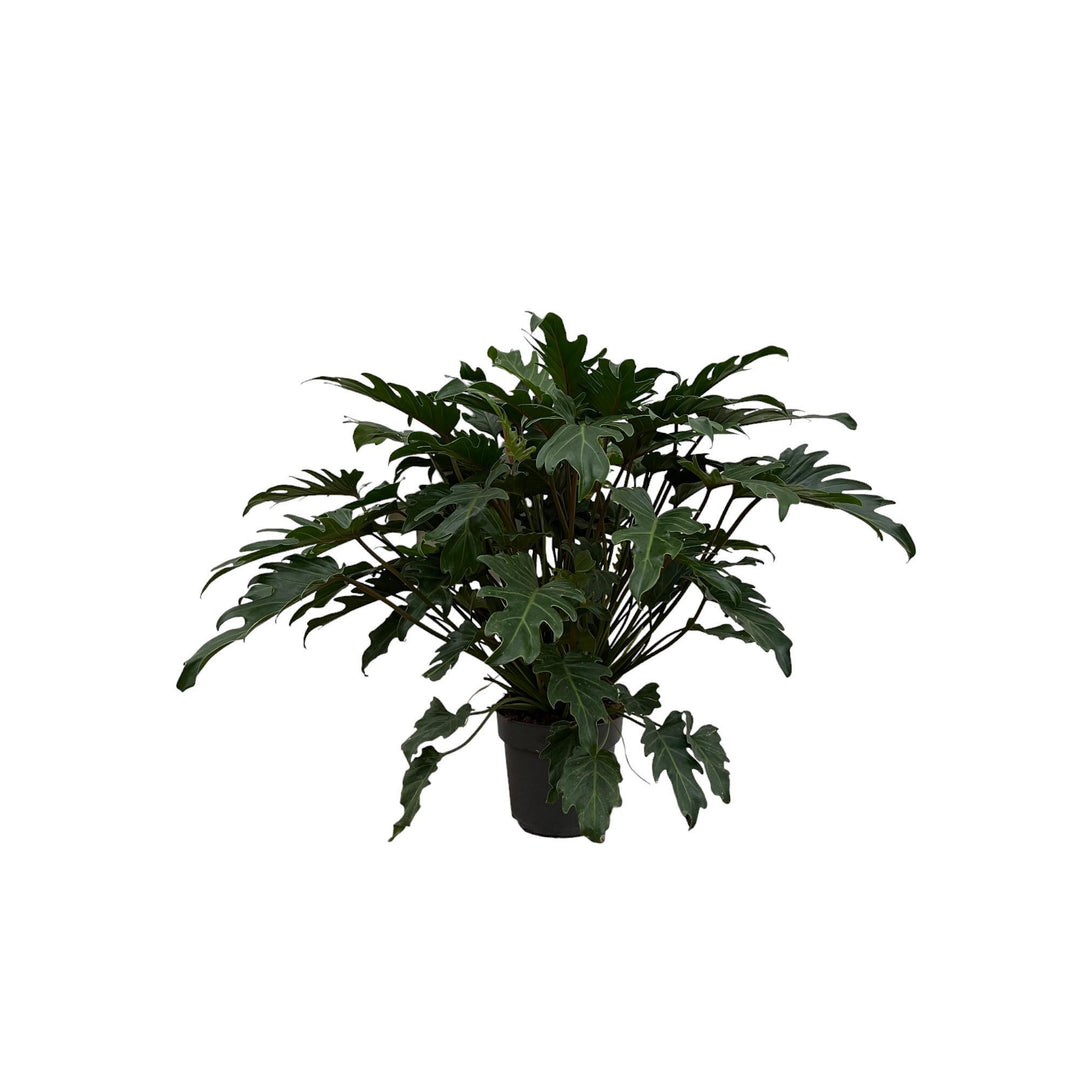 Philodendron Xanadu - 80 cm - Ø22