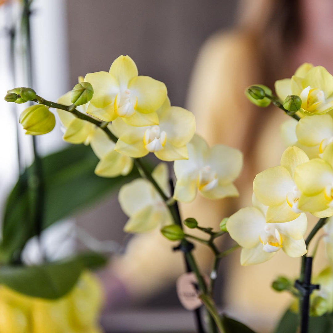 gelbe Phalaenopsis-Orchidee - Mexiko - Topfgröße Ø9cm | blühende Zimmerpflanze - frisch vom Züchter