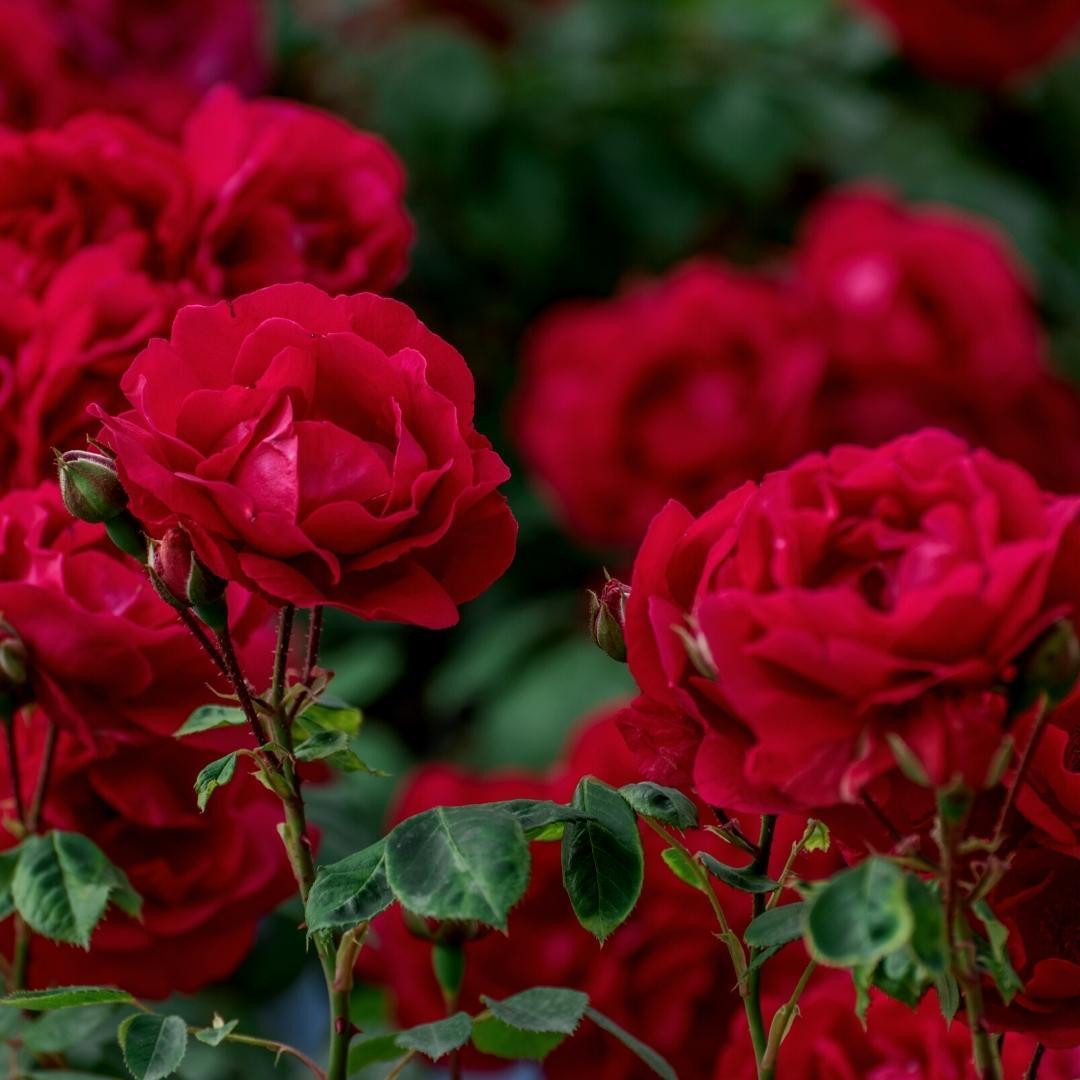 Culvita - Rosenerde 40 Liter - Blumenerde für Rosen geeignet - inklusive RhizoPlus Wurzelverbesserer
