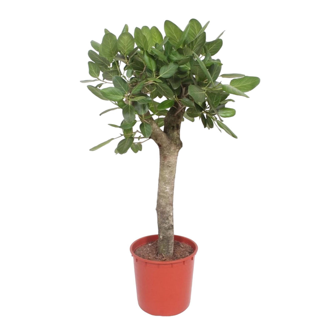 Ficus Benghalensis boom - 150 cm - ø34