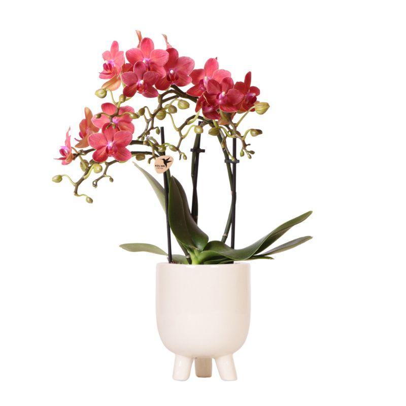 Rote Phalaenopsis Orchidee - Congo + Gummitopf Travertin - Topfgröße Ø9cm - 40cm hoch | blühende Zimmerpflanze im Blumentopf - frisch vom Züchter