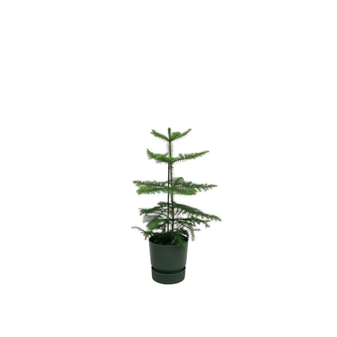 Combi deal - Araucaria (kamerden) inclusief elho Greenville Round groen Ø18 - 60 cm