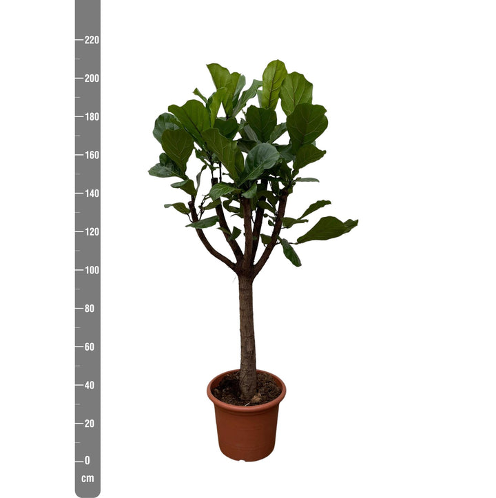 Ficus Lyrata boom XXL - 210 cm - ø40
