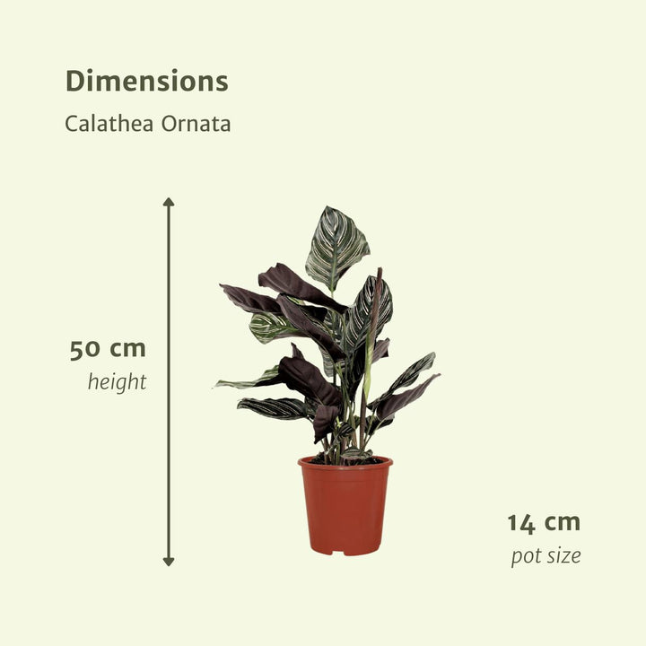 2x Calathea Ornata - Pfauenpflanze - 50cm - ø14