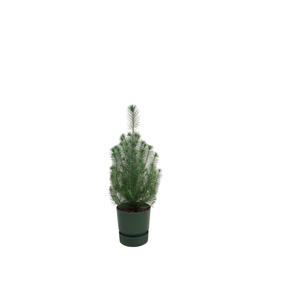 Combi deal - Pinus Pinea inclusief elho Greenville Round groen Ø18 - 50 cm