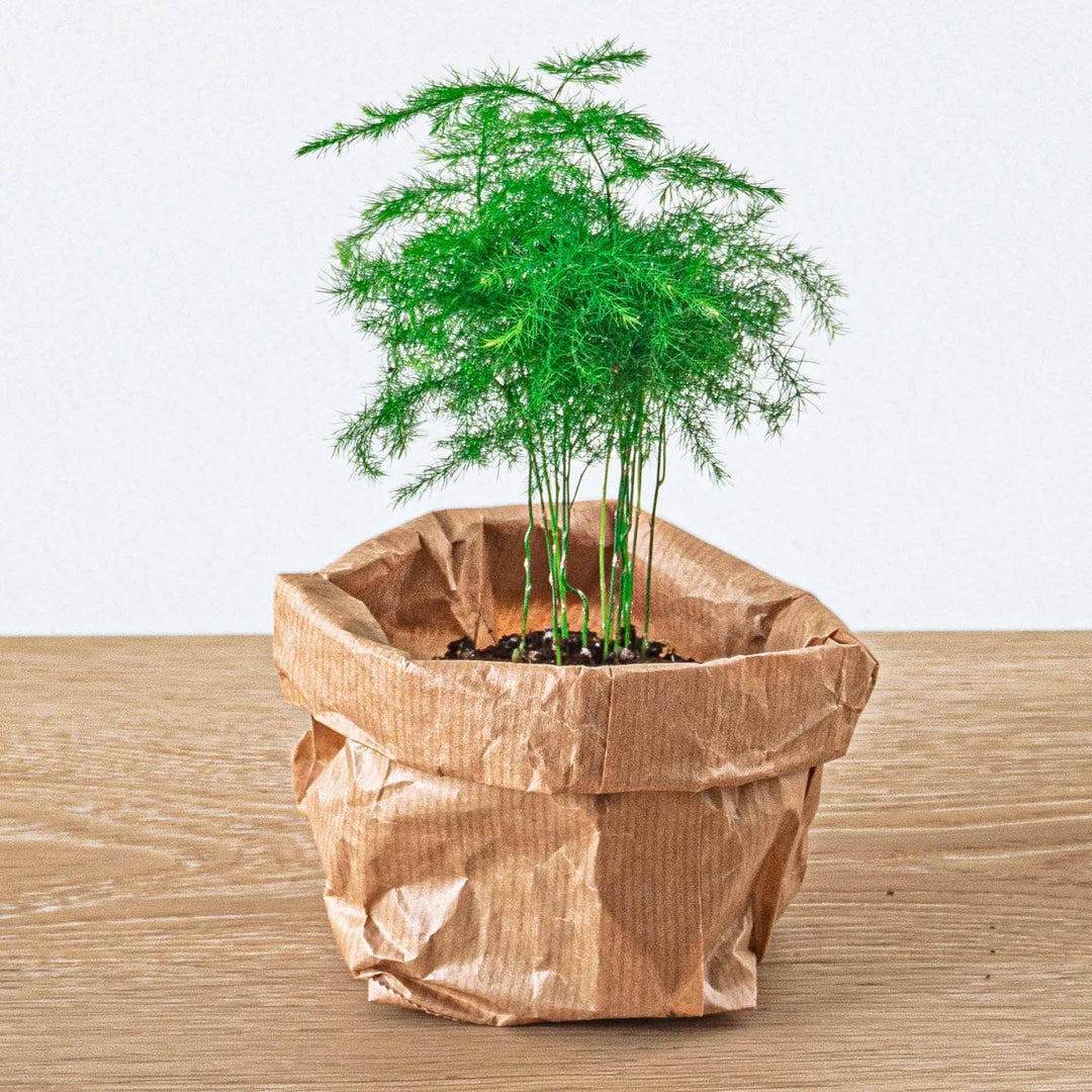 Planten terrarium pakket - Lancifolia - Bonsai - Asparagus - 5 planten - Navulling & Startpakket- DIY