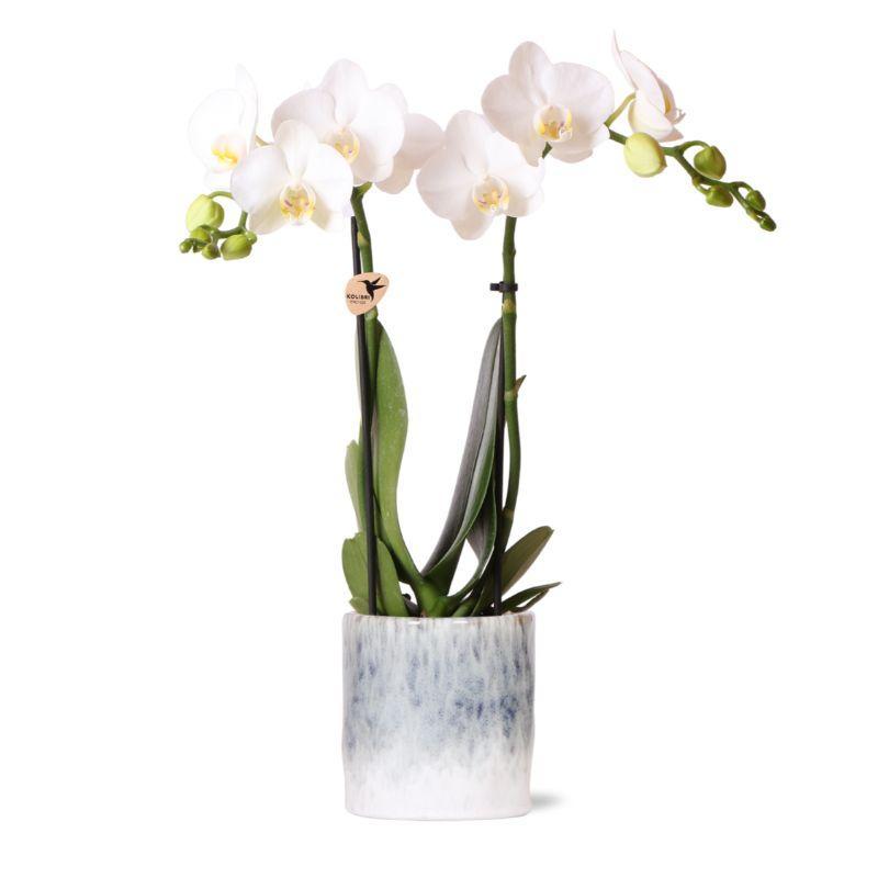 weiße Phalaenopsis Orchidee - Amabilis + Sky Topf - Topfgröße Ø9cm - 40cm hoch | blühende Zimmerpflanze im Blumentopf - frisch vom Züchter