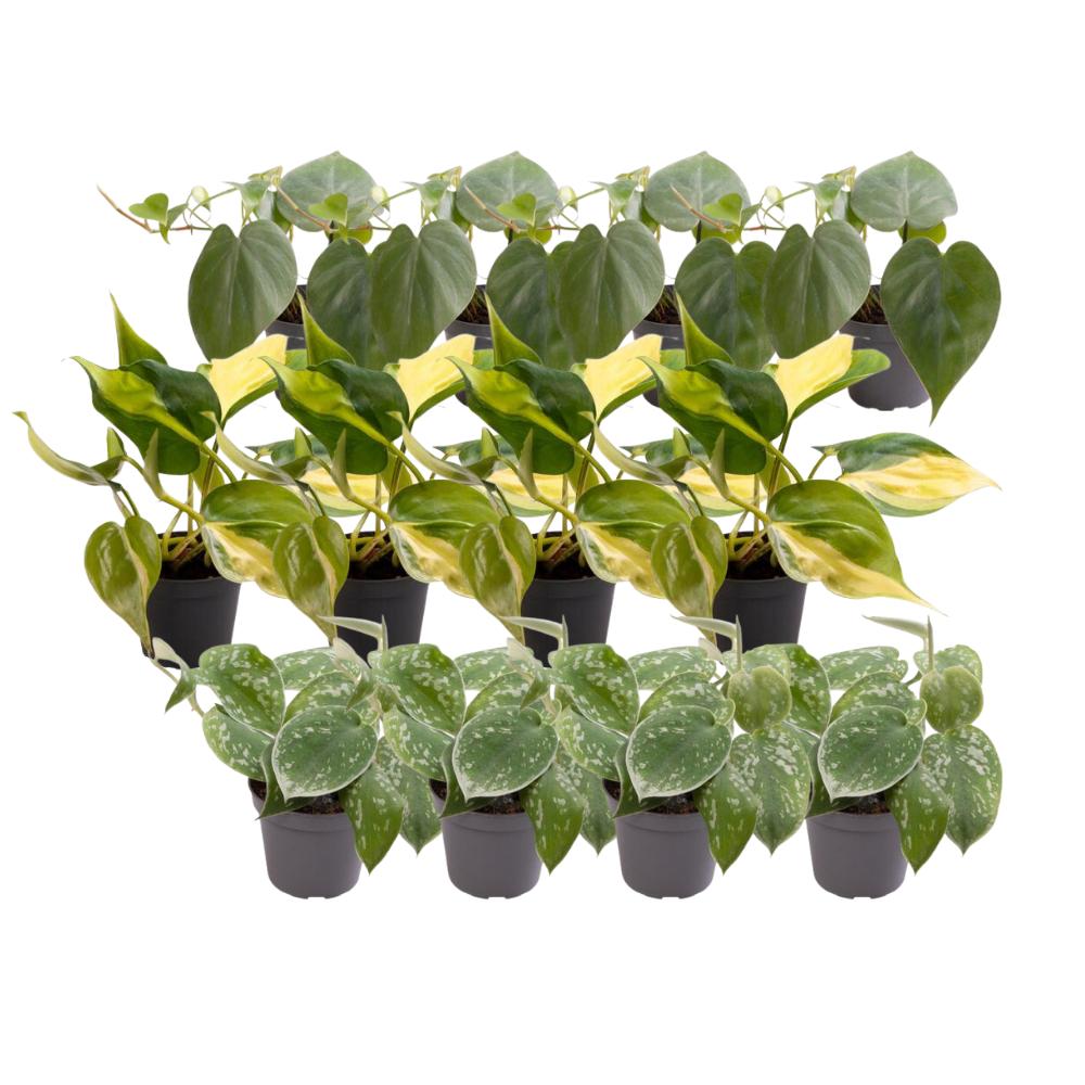 12x Philodendron Scandens Mix