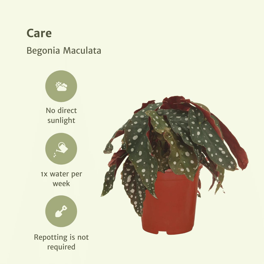 2x Begonia Maculata - Blattbegonie - 20cm - ø12