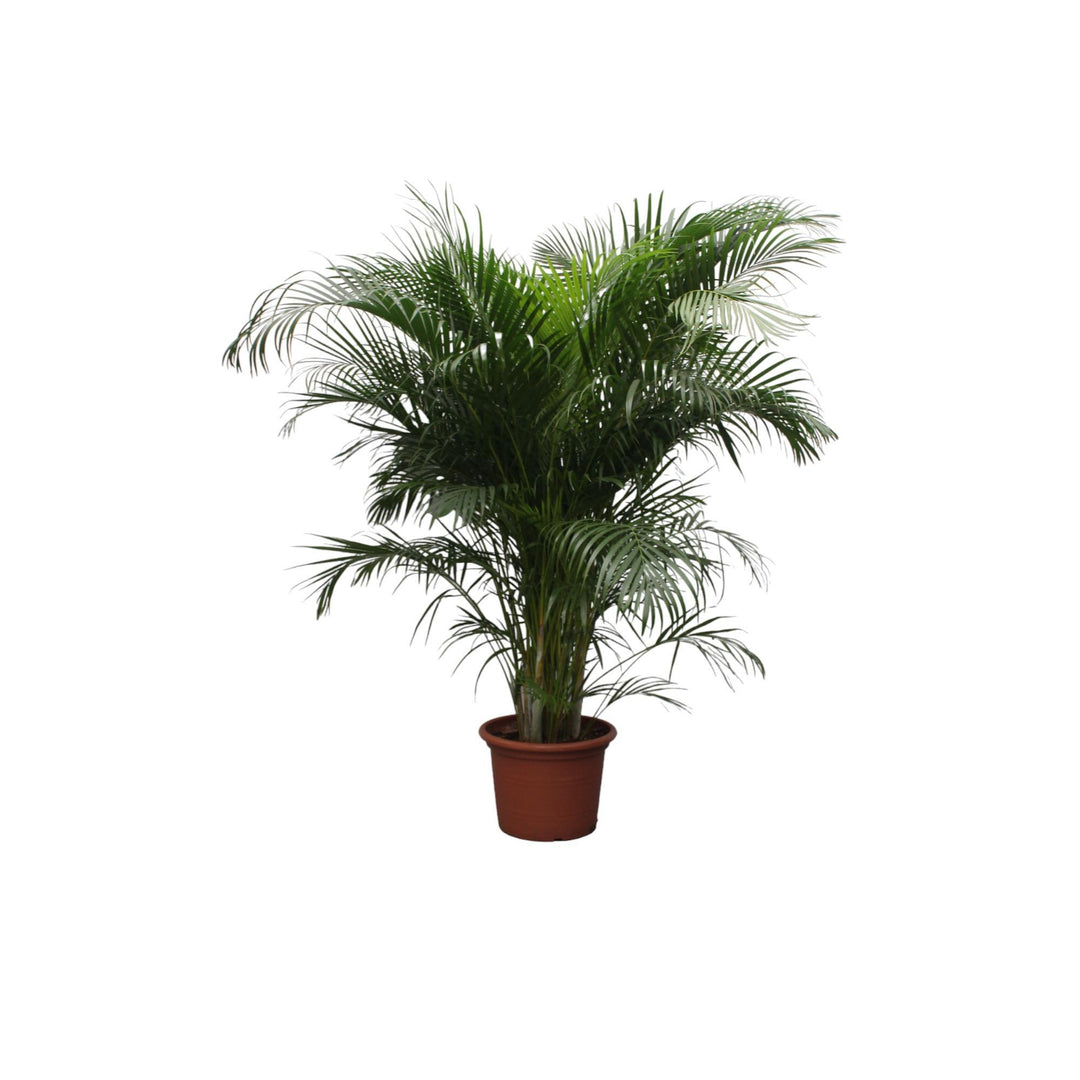 Dypsis Lutescens (Areca Palm) - 230 cm - ø40
