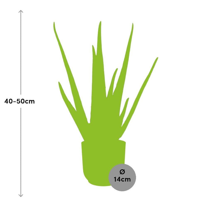 Aloe Vera 12cm in ELHO Vibes Fold 14cm geel