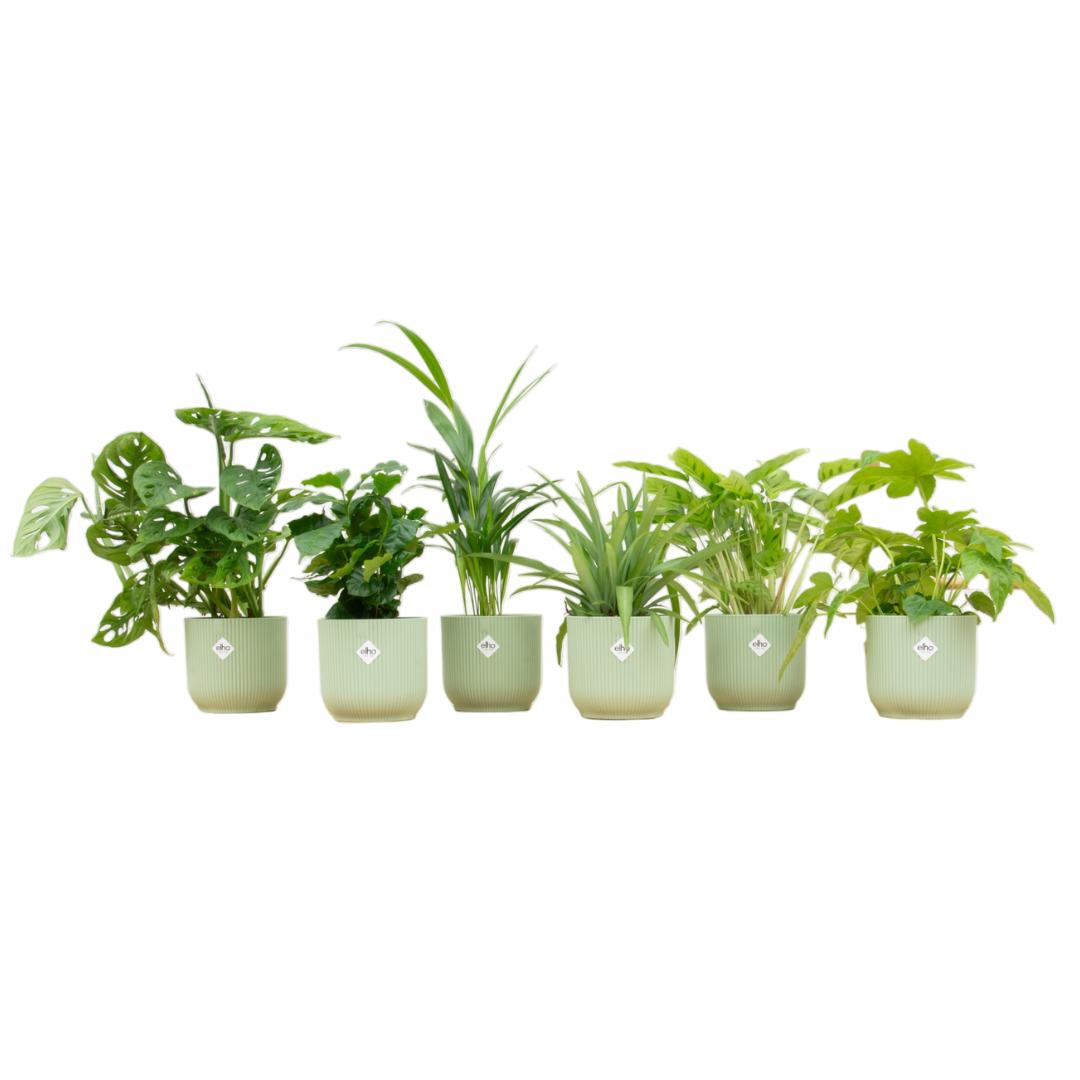 Verrassingsbox - 6 planten inclusief elho Vibes Fold Round Ø14 sorbet groen