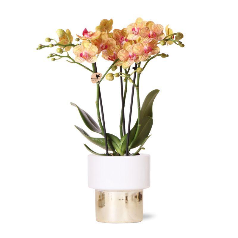 weiße Phalaenopsis Orchidee - Jamaica + Lush Topf - Topfgröße Ø9cm - 40cm hoch | blühende Zimmerpflanze im Blumentopf - frisch vom Züchter