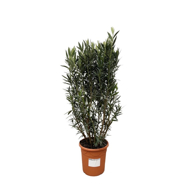 Nerium Oleander struik - 180cm- Ø40