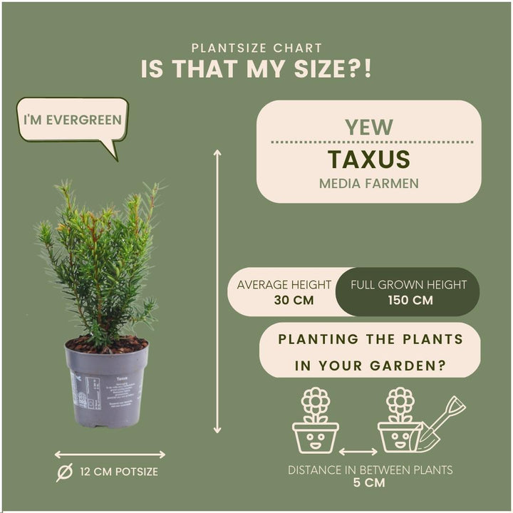 1 Meter Eibenhecke - Taxus media Farmen - Pflanzenset mit 6 winterharten Heckenpflanzen - Immergrüne Hecke - Direkt von der Gärtnerei geliefert
