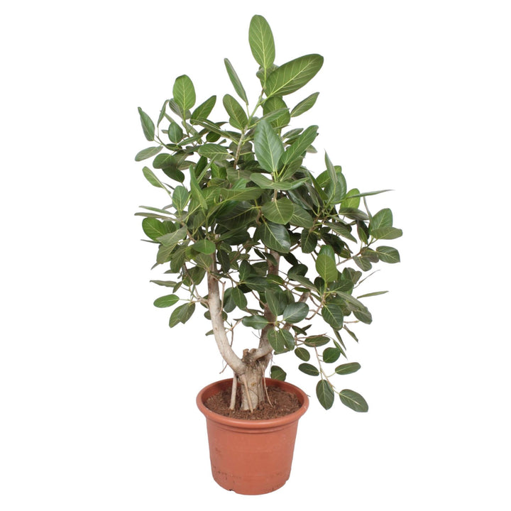Ficus Benghalensis vertakt - 170 cm - ø50
