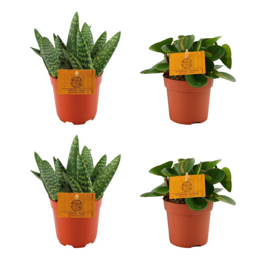 2x Aloe Paradisicum + Peperomia Obtipan Green  - 4 stuks - Ø10.5cm - ↕10cm