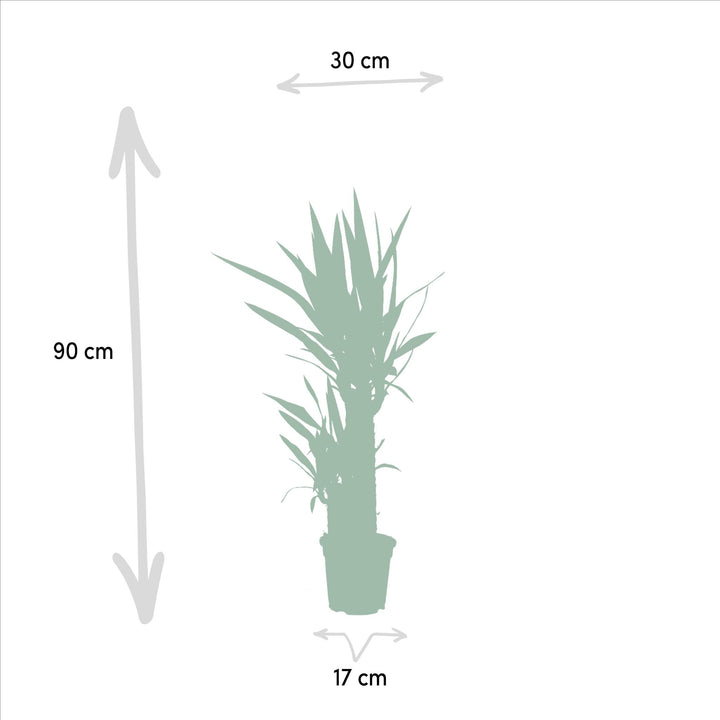 Yucca - ↨90cm - Ø17cm