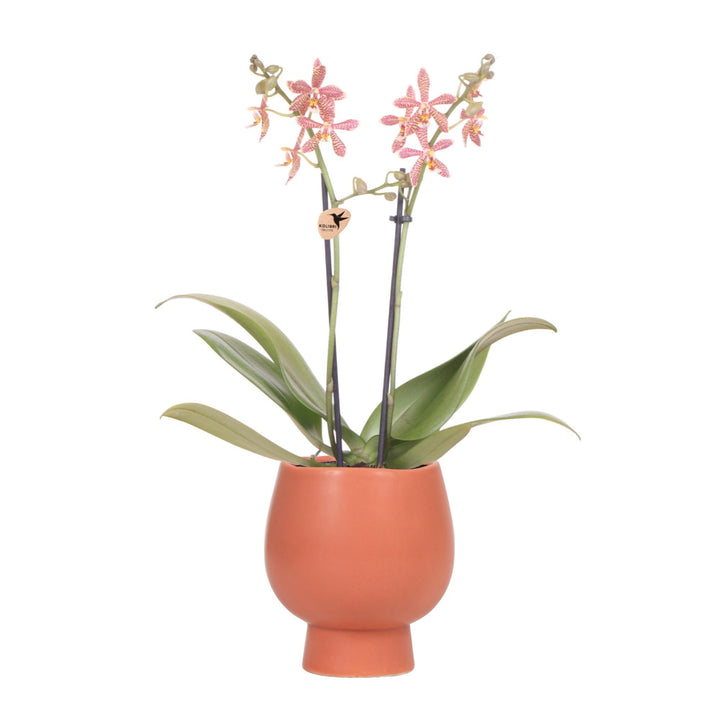 orange Phalaenopsis Orchidee - Spider in Scandic Terracotta - Topfgröße Ø9cm | blühende Zimmerpflanze - frisch vom Züchter