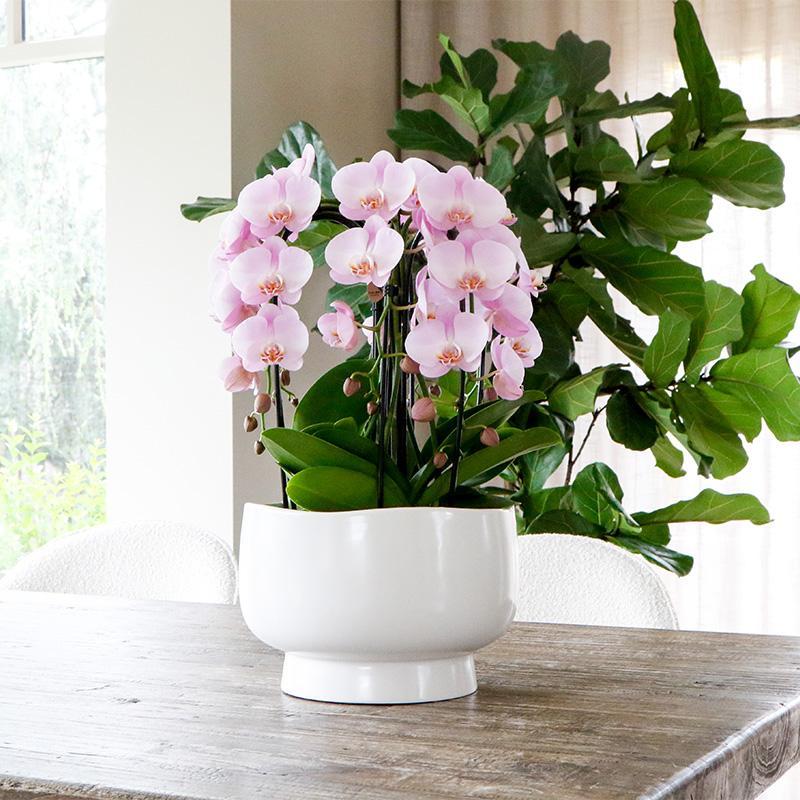 weißes Pflanzenset in Scandic-Schale inkl. Wasserreservoir | drei weiße Orchideen und drei Grünpflanzen Rhipsalis | Feldstrauß weiß mit autarkem Wasserreservoir