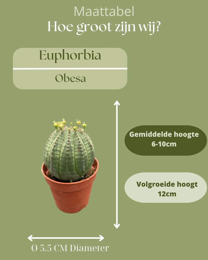 Cactus- Euphorbia obesa- 5.5cm potten- 6-9cm Hoog (3 Stuks)